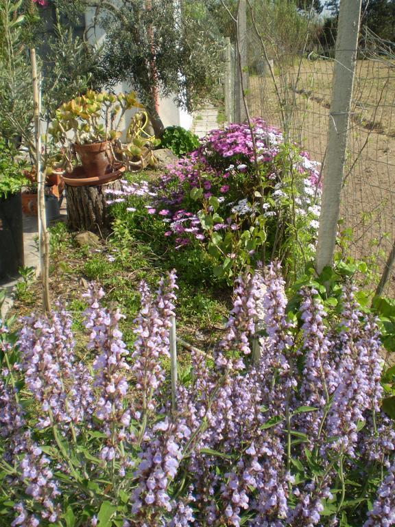 Bed and Breakfast Il Giardino Di Emilio Marrùbiu Pokój zdjęcie